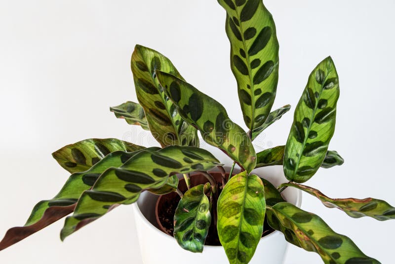 Calathea lancifolia plant (peacock plant) on a white background in a modern apartment. Beautiful Calathea Lancifolia houseplant (peacock plant rattlesnake stock photos