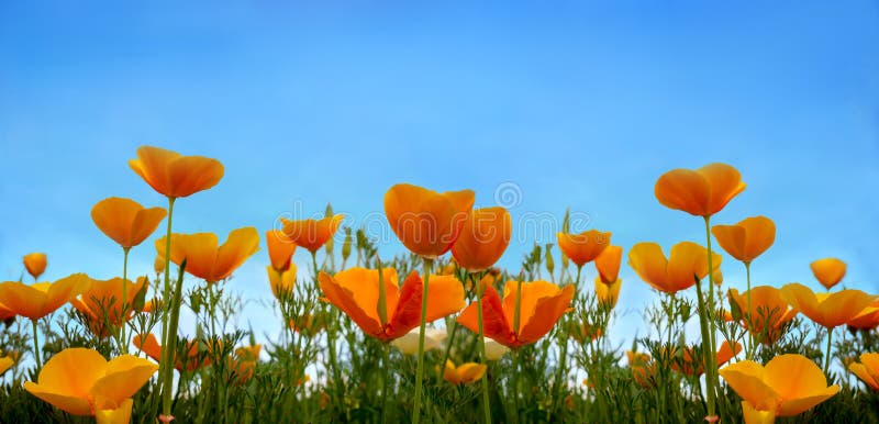 Beautiful California poppy wildflowers and blue sky in nature close-up macro. The landscape is large-format  copy space