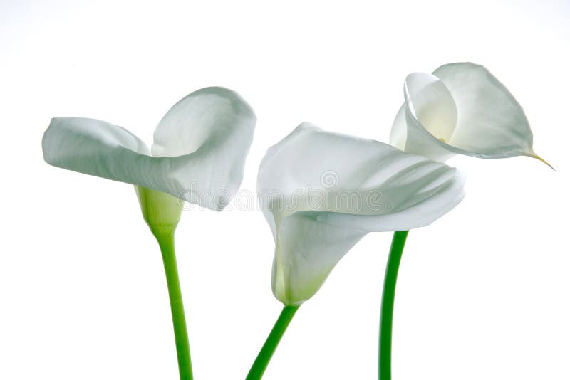 Beautiful calla