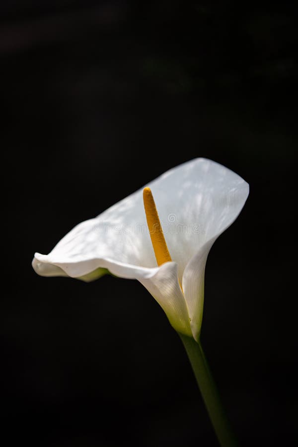 Beautiful calla lily flower in the garden in Dharamsala