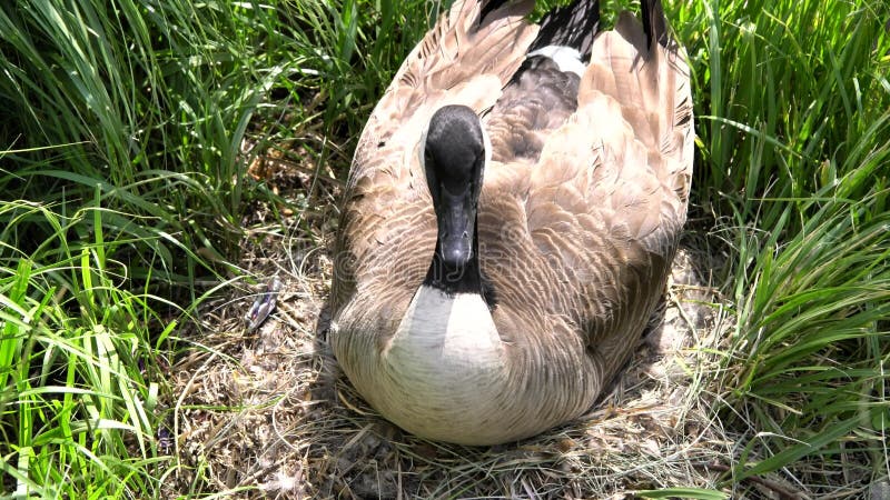 Beautiful Canada Goose lying eggs