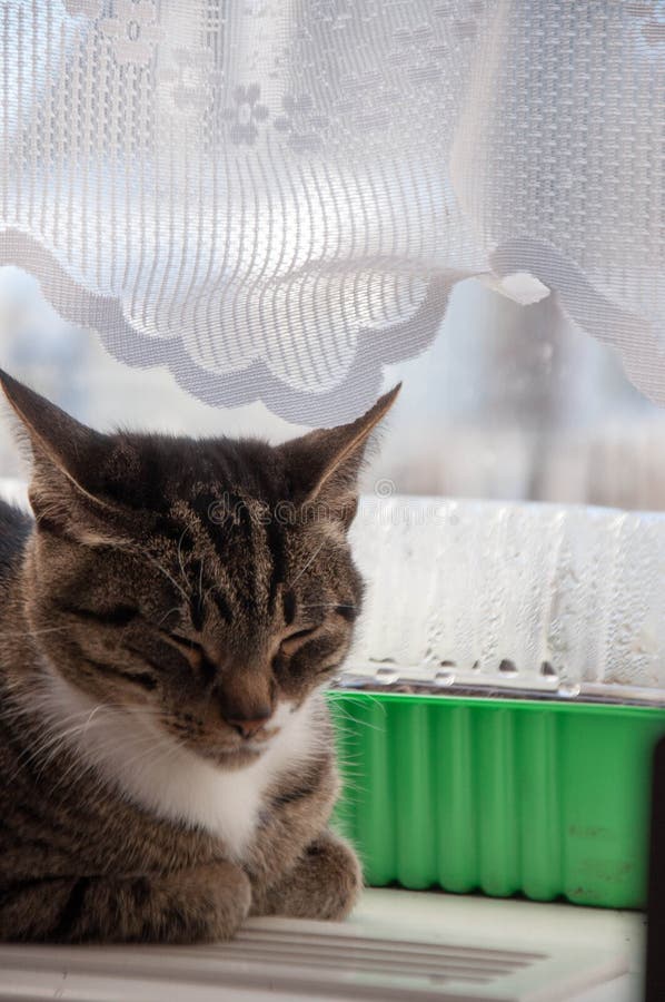 1 Beautiful cat baldeet on the window stock images 1 Beautiful cat baldeet on the window stock images