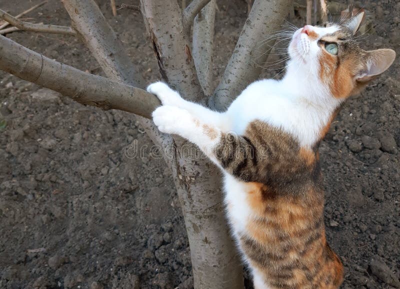A Beautiful Cat Climbs on a Tree and Looks Curiously Stock Image