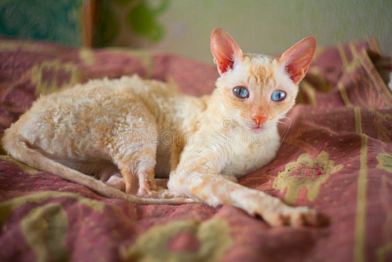 Beautiful Cat with Curly Hair Stock Image Image of colors, animal