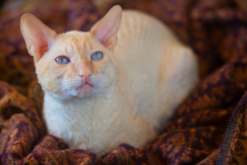 Beautiful Cat with Curly Hair Stock Photo Image of claw, camera 76556014