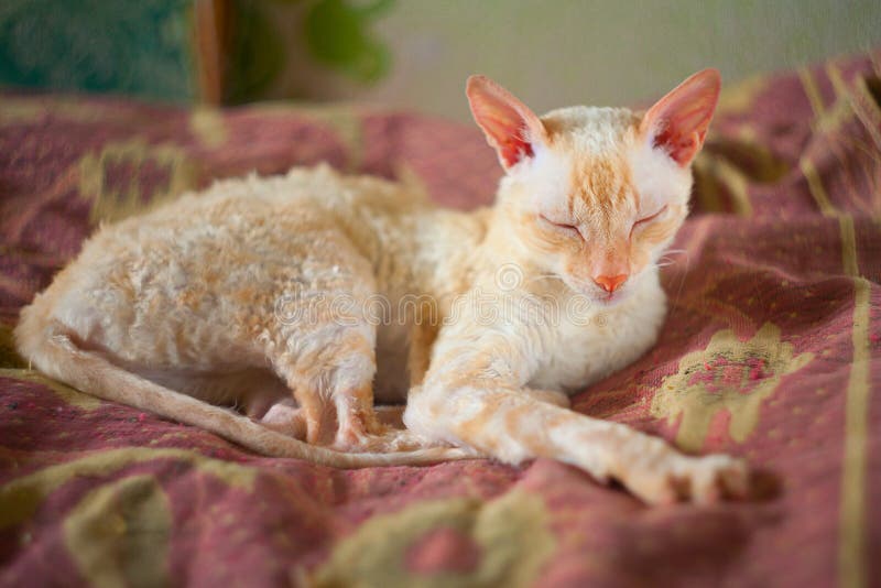 Beautiful Cat with Curly Hair Stock Image Image of look, kitten 76556029