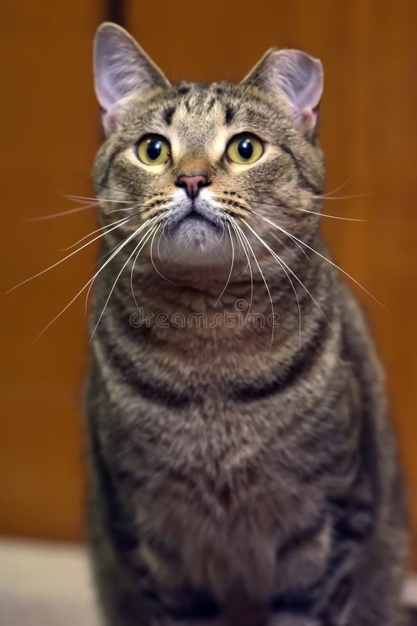 Beautiful Cat with Ear Cut Off after Sterilization in the Shelter Stock