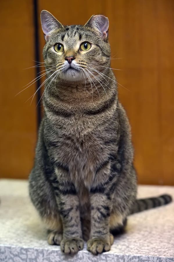 Beautiful Cat with Ear Cut Off after Sterilization in the Shelter Stock