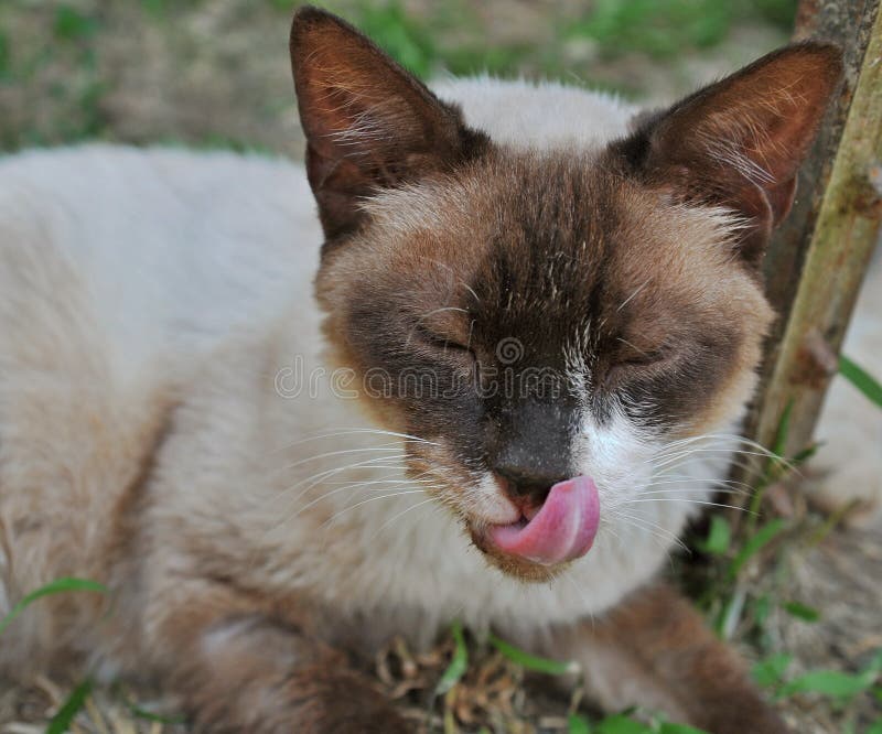 Beautiful Cat Licking Lips. Stock Photo Image of help, lick 15316188