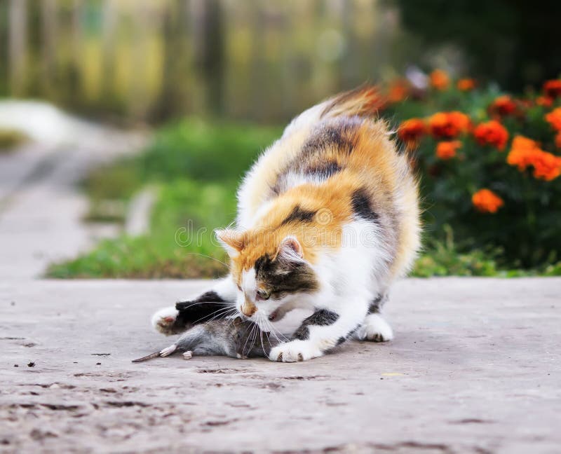 Beautiful Cat Playing with a Caught Mouse Running Around and To Stock