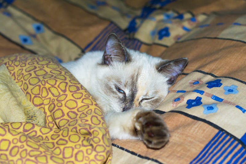 Beautiful Cat Under the Covers in Bed Stock Photo Image of masquerade