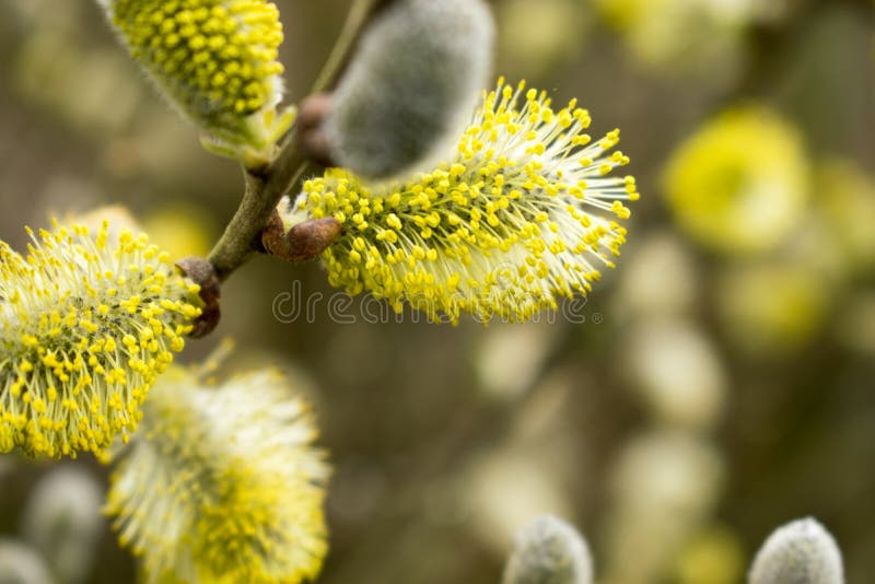 Beautiful Catkins Blossom in Springtime. Easter Time stock photography Beautiful Catkins Blossom in Springtime. Easter Time stock photography
