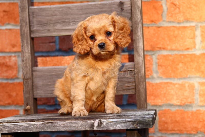 357 Cavalier Poodle Stock Photos Free Royalty Free Stock