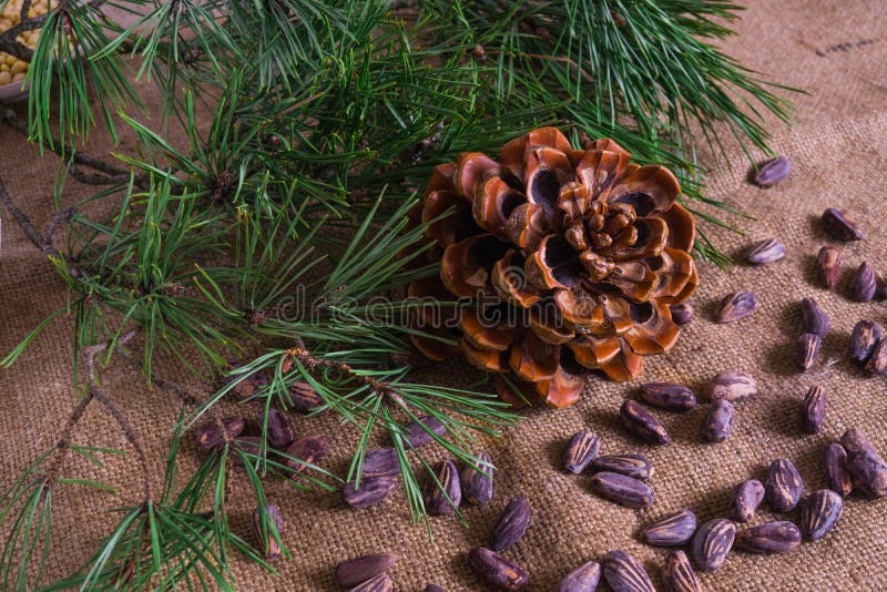 A beautiful cedar cone, along with nuts stock photo
