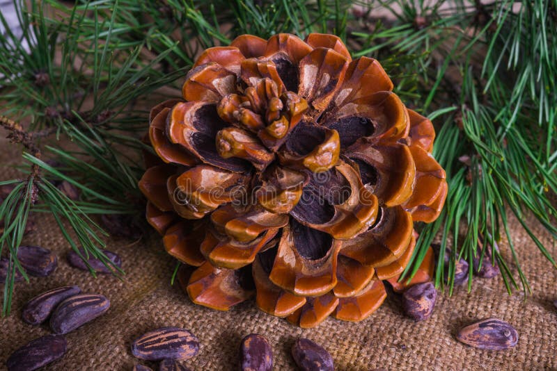 A beautiful cedar cone, along with nuts stock photography