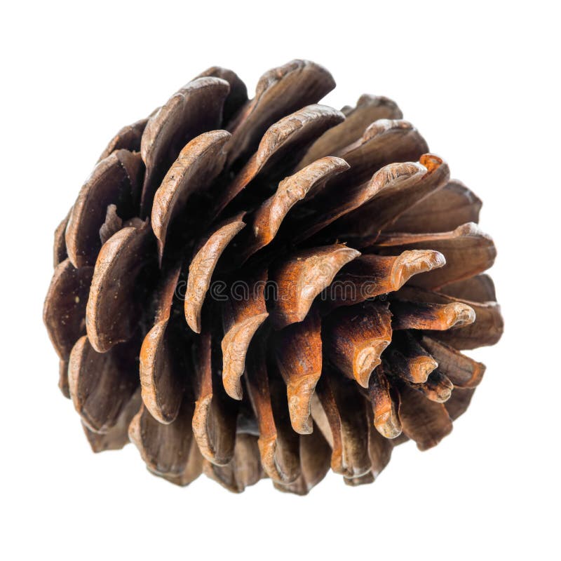 Beautiful cedar cone is isolated on white background stock photos