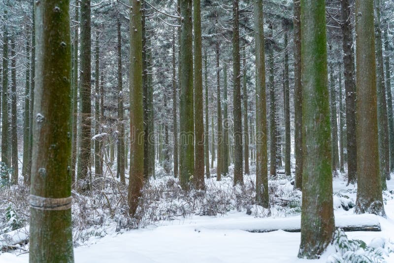 Beautiful cedar forest path covered in snow stock photo