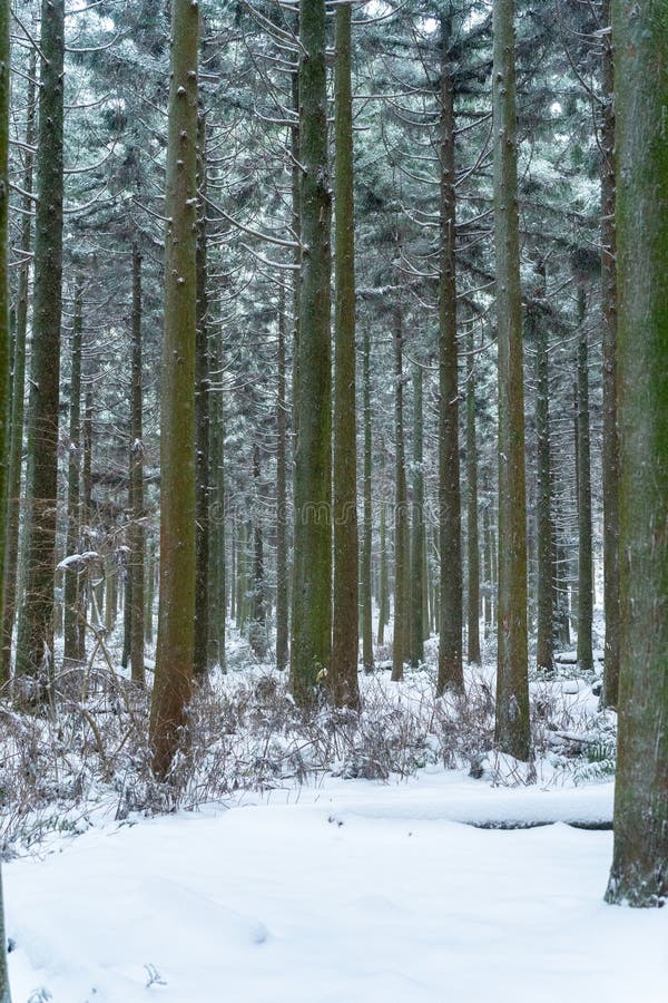 Beautiful cedar forest path covered in snow royalty free stock image