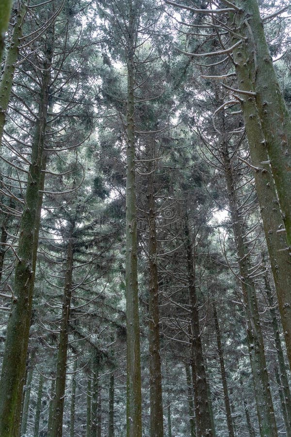 Beautiful cedar forest path covered in snow stock photo