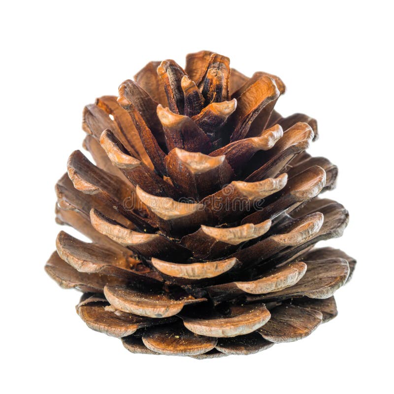 Beautiful cedar pine cone is isolated on white background, close royalty free stock photography