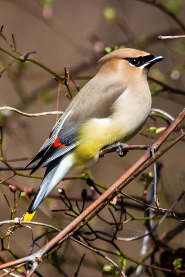 A beautiful cedar waxwing royalty free stock photography