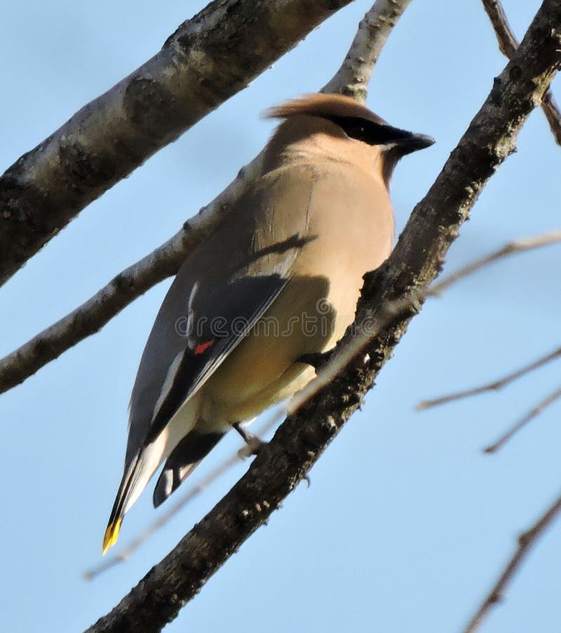 Beautiful cedar waxwing on tree branch stock image