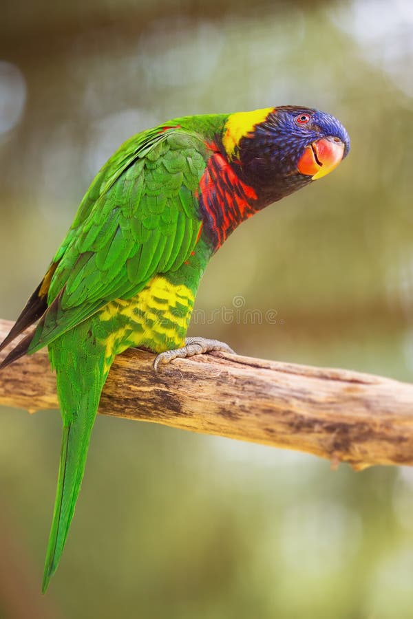 Beautiful Chattering Lory Lorius on a Branch Stock Image - Image of