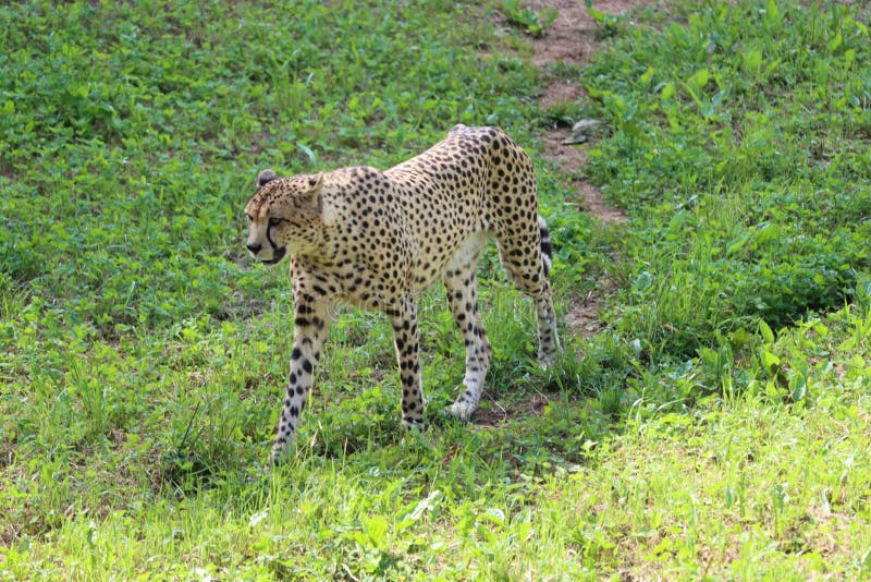Beautiful cheetah fast dangerous wild stealth carnivorous hunter royalty free stock photos