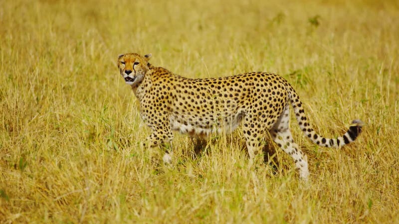 Beautiful Cheetah in the Wild, Wildlife, Wild Animal, Wild Nature Stock  Image - Image of convergencen, living: 216540463