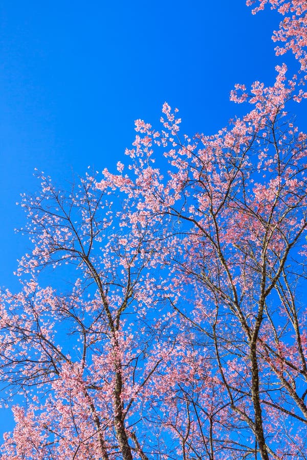 10,013 Beautiful Cherry Blossom Against Blue Sky Stock Photos - Free ...