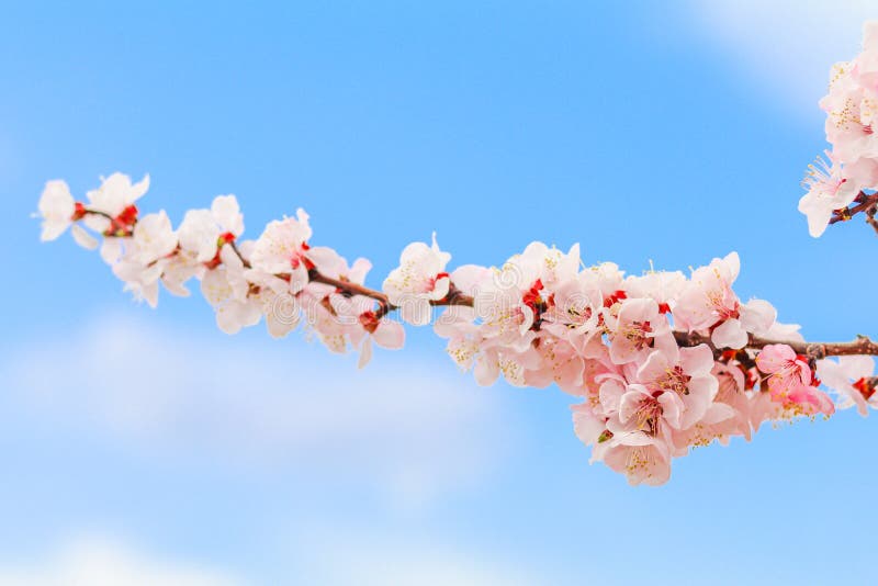 Beautiful cherry blossom , sakura in spring time .