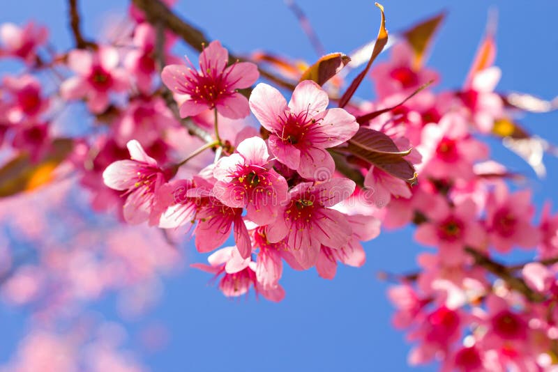 Beautiful Cherry Blossom or Sakura with Nice Blue Sky Stock Image