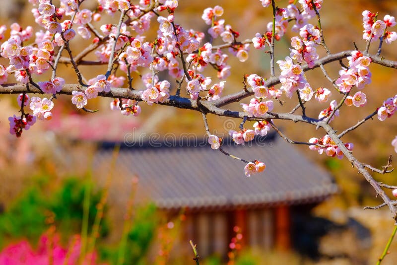 Beautiful cherry blossom during Spring season in Jinhae city of South Korea. Giant floating lantern stock images, royalty-free photos and pictures