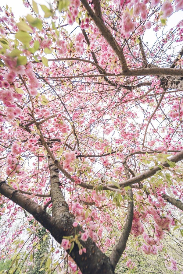 Beautiful Cherry Blossom on a Cherry Tree in a Garden Stock Image