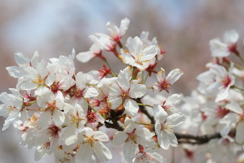 Beautiful Cherry Blossom , White Sakura Flower Stock Photo - Image of ...