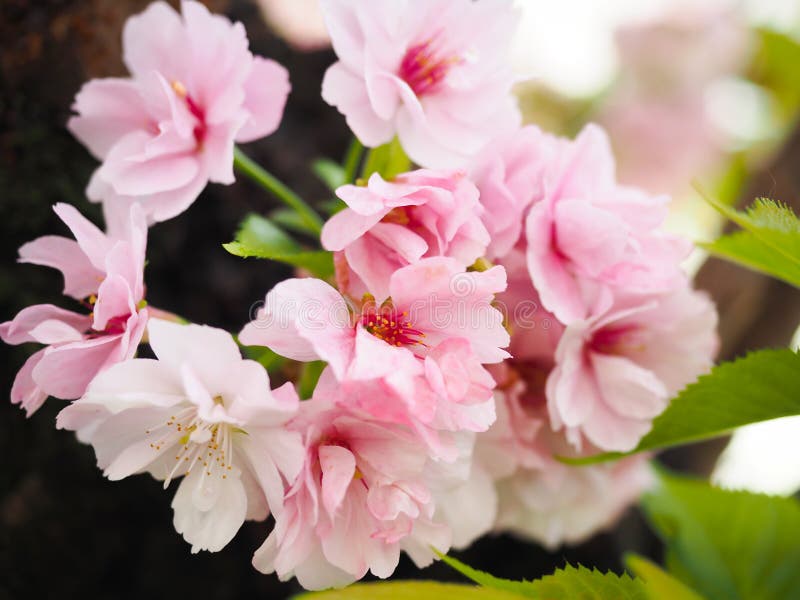 Beautiful cherry blossoms attract tourists in Japan pink yaezakura japanese nature sakura background closeup white flower spring season tree double branch flora bloom blooming beauty natural plant floral garden park springtime close-up dark