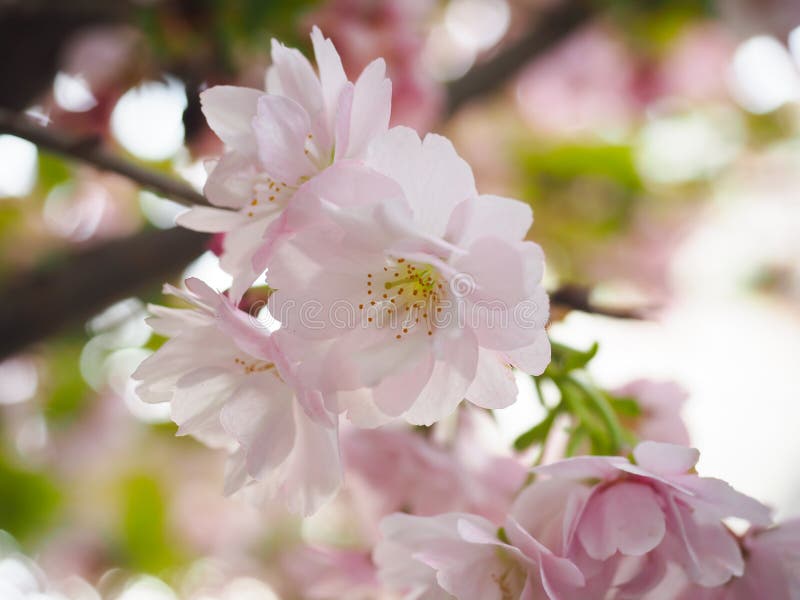 Beautiful cherry blossoms attract tourists in Japan pink yaezakura japanese nature sakura background closeup white flower spring season tree double branch flora bloom blooming beauty natural plant floral garden park springtime close-up dark