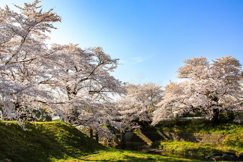 Beautiful Cherry Blossoms. Sakura Flowers in Japan Stock Photo - Image ...