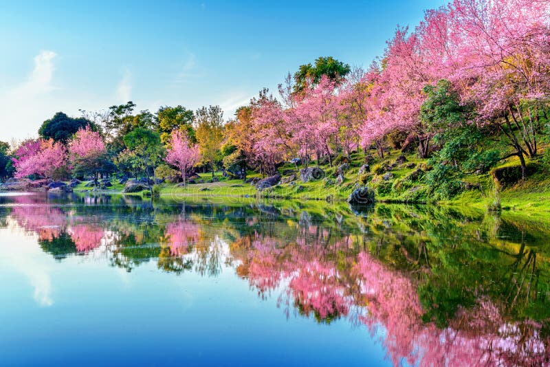 Beautiful Cherry Blossoms Trees Blooming in Spring Stock Photo Image