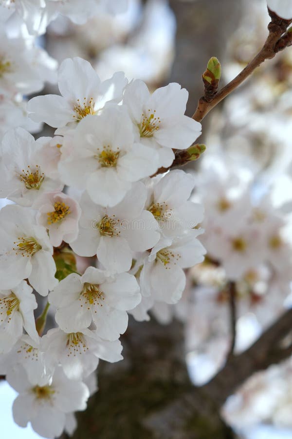 Beautiful Cherry Blossoms Trees Blooming in Spring at the Farm Fields
