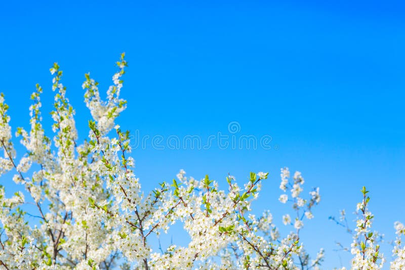 Beautiful cherry blossoms white flowers in spring time in sunny day royalty free stock photography Beautiful cherry blossoms white flowers in spring time in sunny day royalty free stock photography