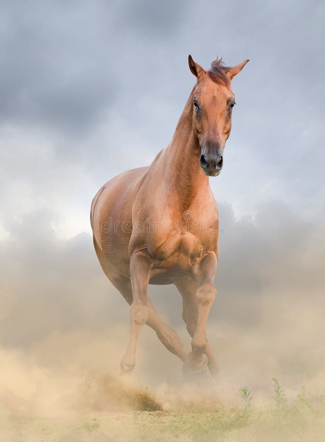 7,220 Horse Front View Stock Photos - Free & Royalty-Free Stock