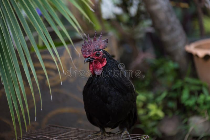 Beautiful chicken in garden royalty free stock images Beautiful chicken in garden royalty free stock images