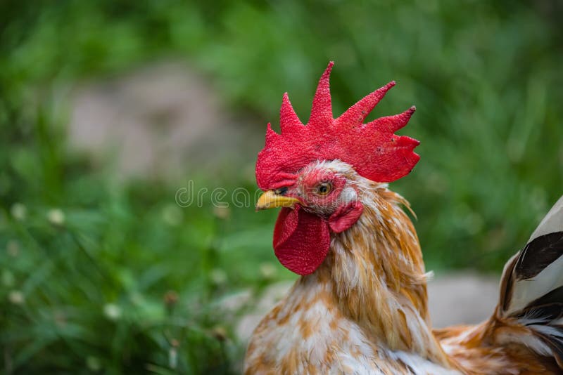 Beautiful chicken in garden royalty free stock photography Beautiful chicken in garden royalty free stock photography