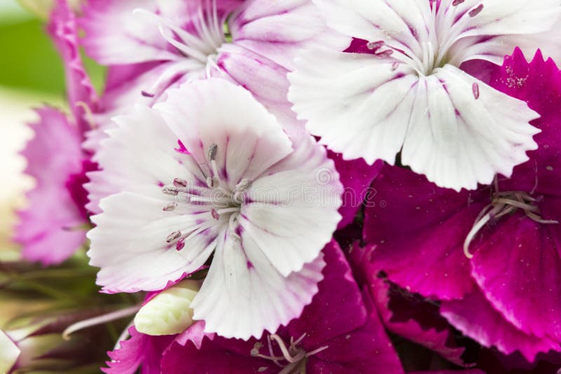 Beautiful Chinese Carnations (Dianthus Chinensis) with Details on a