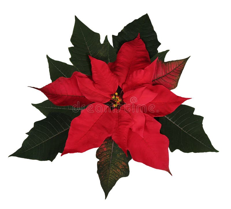 Beautiful Christmas Poinsettia
