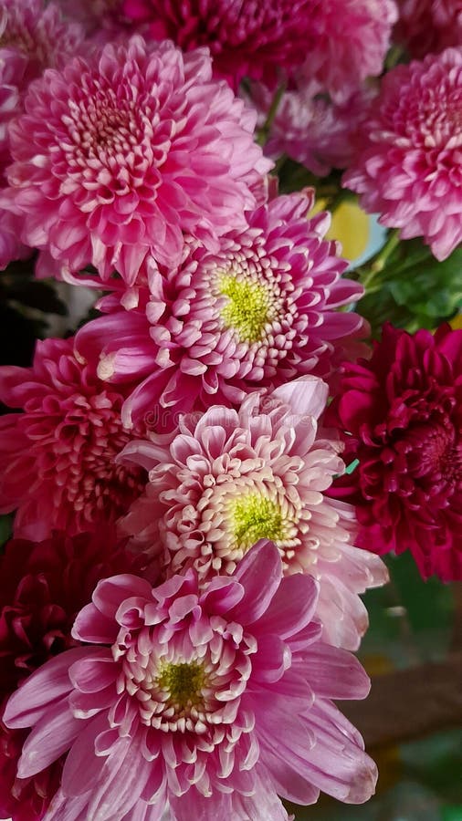 Beautiful Chrysie Flowers for Loved Ones Stock Image Image of