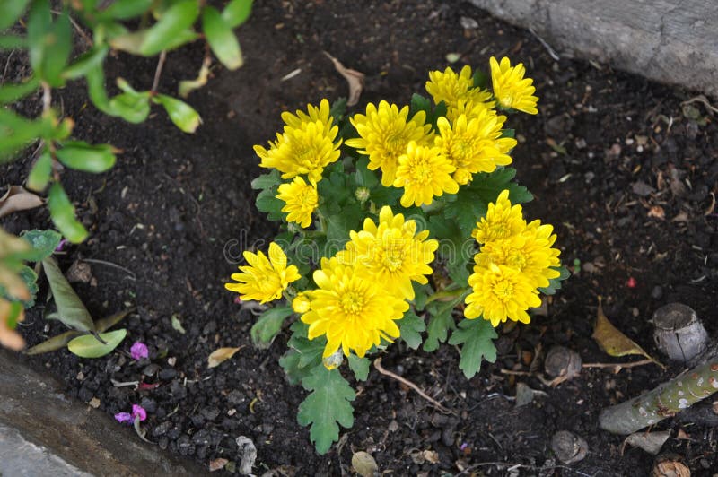 The Beautiful Chrysanthemum Flower in Garden Stock Photo Image of