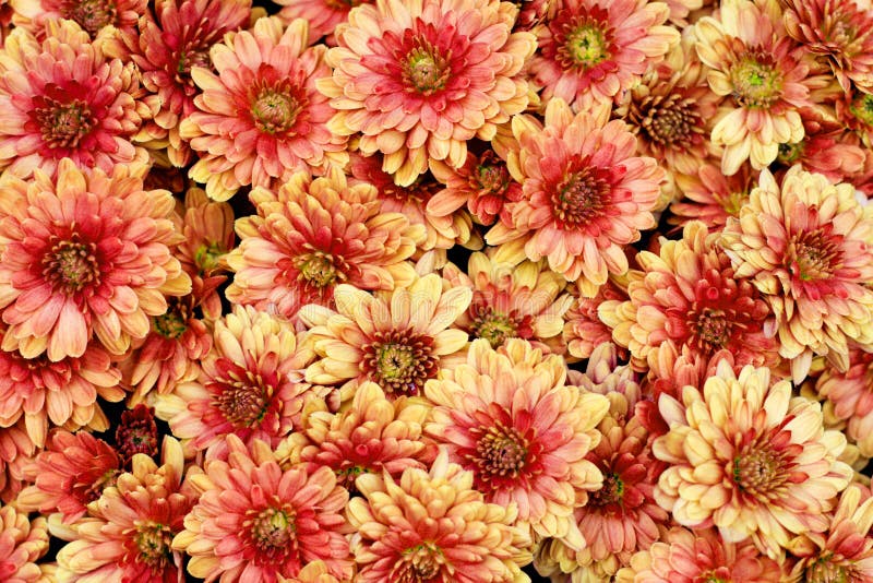 Beautiful chrysanthemum flowers stock photo