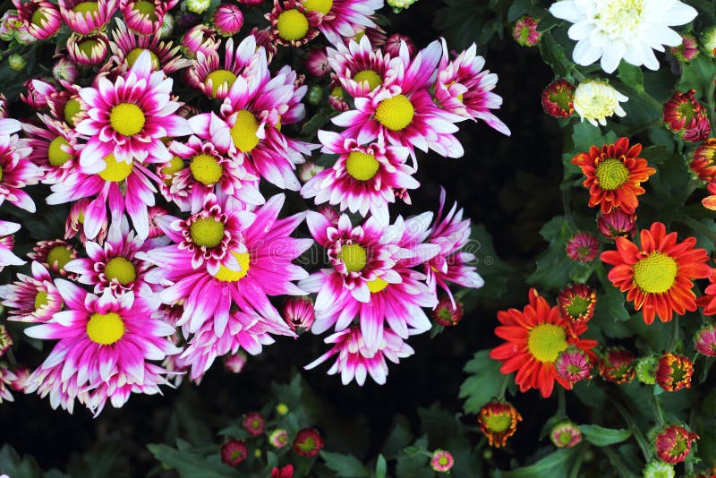 Beautiful Chrysanthemum in the Garden Stock Photo Image of beautiful